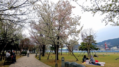 水辺の森公園の桜